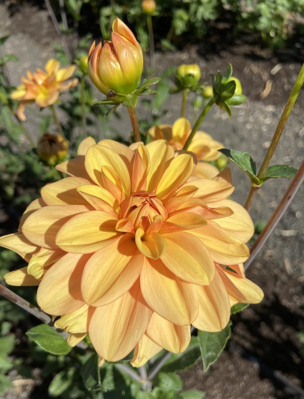 Ginger Snap Dahlia