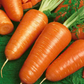 Royal Chantenay Carrot