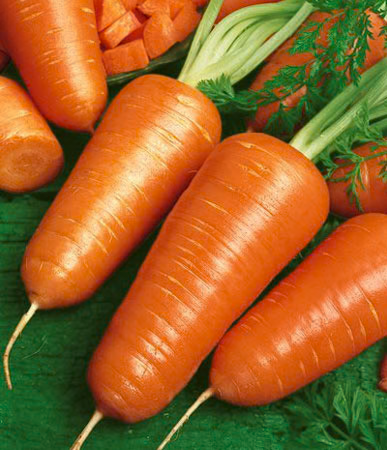 Royal Chantenay Carrot