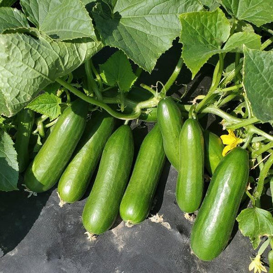 Mini-Me F1 Organic Cucumber Seeds online shopping
