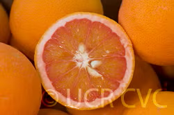 Vaniglia Sanguigno Acidless Pigmented Sweet Orange Budwood citrus plant material online shopping