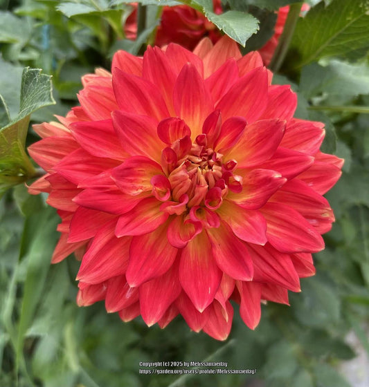 Neon Splendor Dahlia