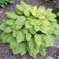 Ki-renjyaku Hosta Plants online shopping