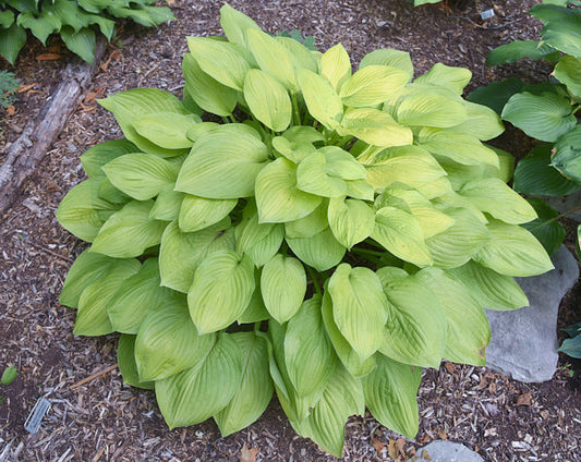 Ki-renjyaku Hosta Plants online shopping