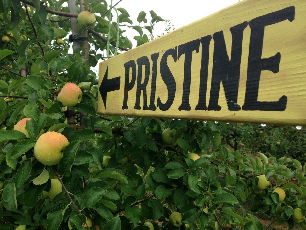 Pristine® Apple