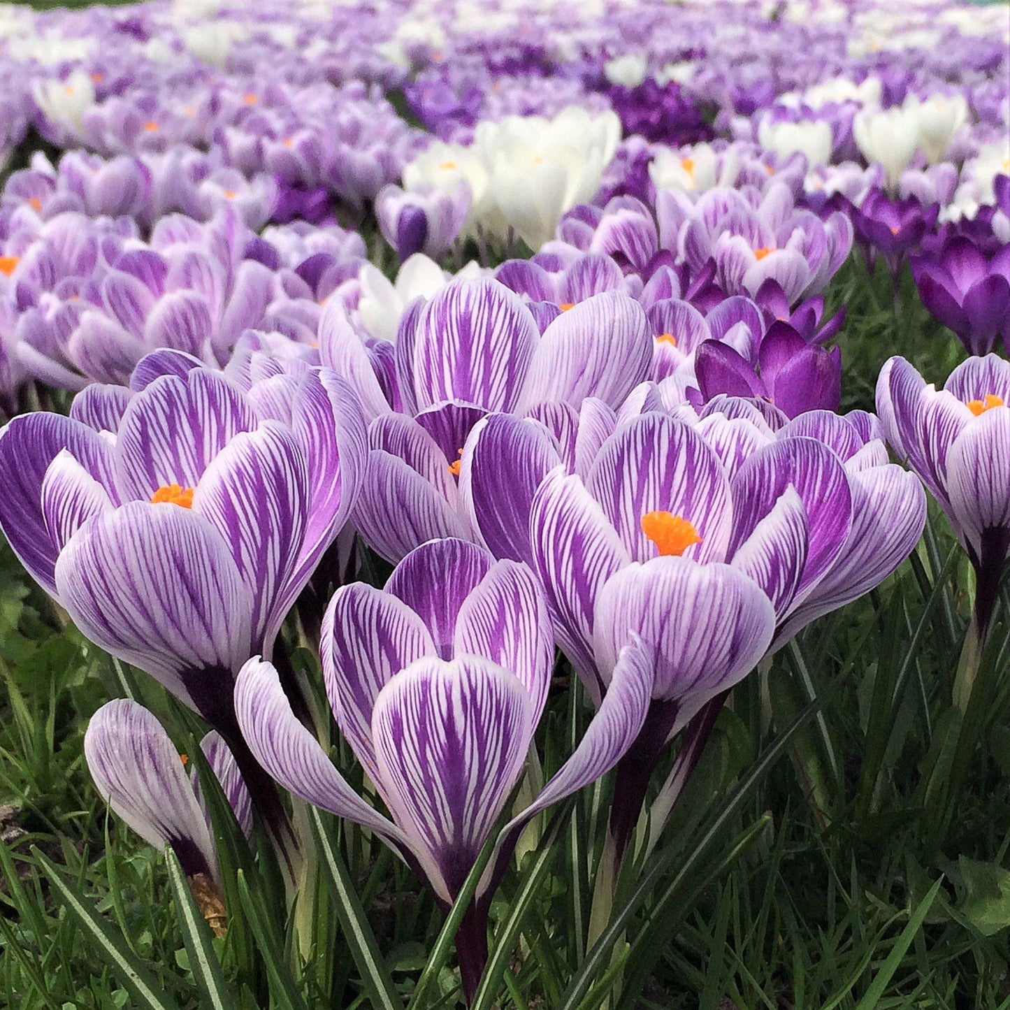 Striped Beauty Crocus Corms