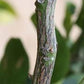 C-32 Citrange Seed citrus plant material online shopping
