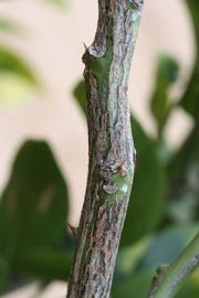 C-32 Citrange Seed citrus plant material online shopping