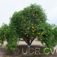 Wekiwa Tangelo Mandarin Budwood citrus plant material online shopping