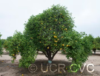 Wekiwa Tangelo Mandarin Budwood citrus plant material online shopping