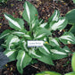 London Bridge Hosta Plants online shopping