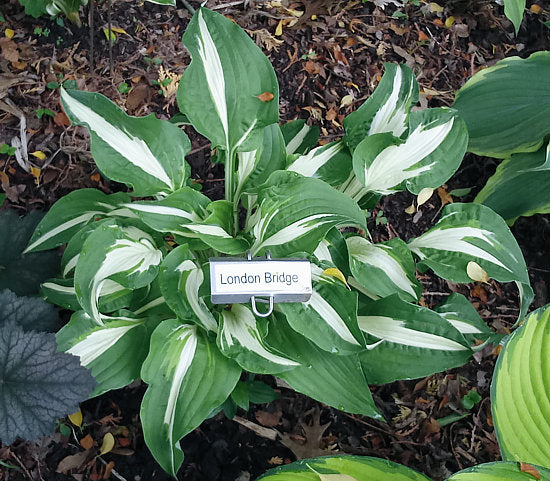 London Bridge Hosta Plants online shopping