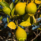 Rangpur Lime x Troyer Citrange Trifoliate Hybrid Budwood citrus plant material online shopping