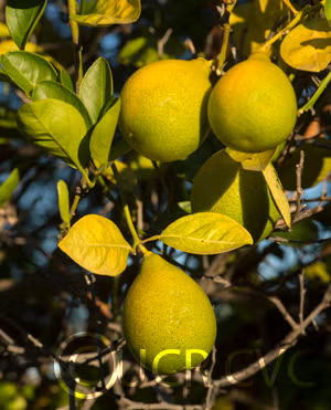 Rangpur Lime x Troyer Citrange Trifoliate Hybrid Budwood citrus plant material online shopping