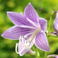 O’Harra Hosta Plants online shopping