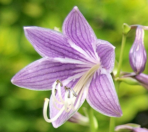 O’Harra Hosta Plants online shopping