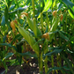 Bodacious F1 Corn