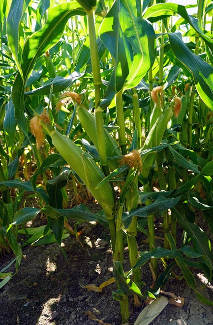 Bodacious F1 Corn