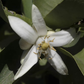 Mary Ellen Sweet Lime Budwood citrus plant material online shopping