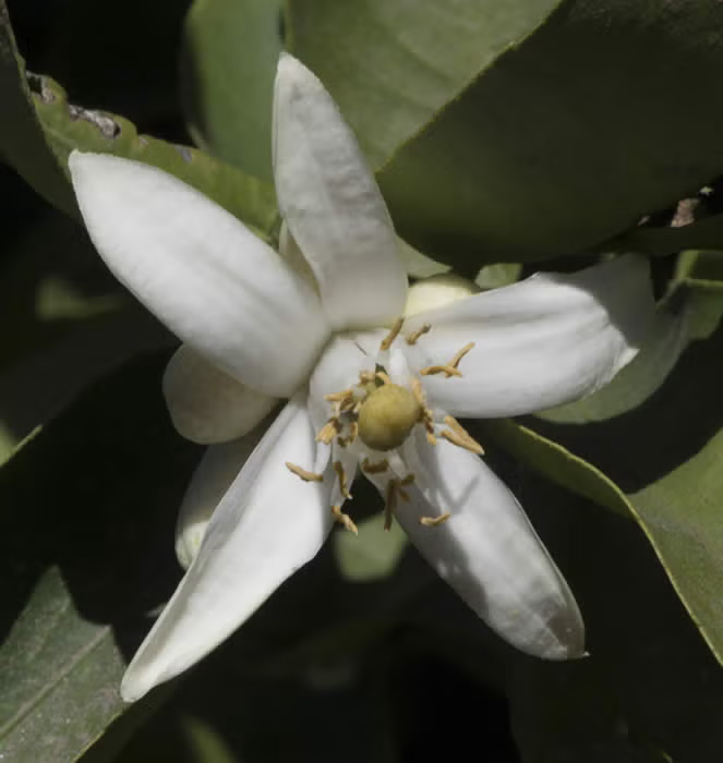 Mary Ellen Sweet Lime Budwood citrus plant material online shopping