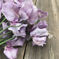 David Tostevin Sweet Pea seeds online shopping