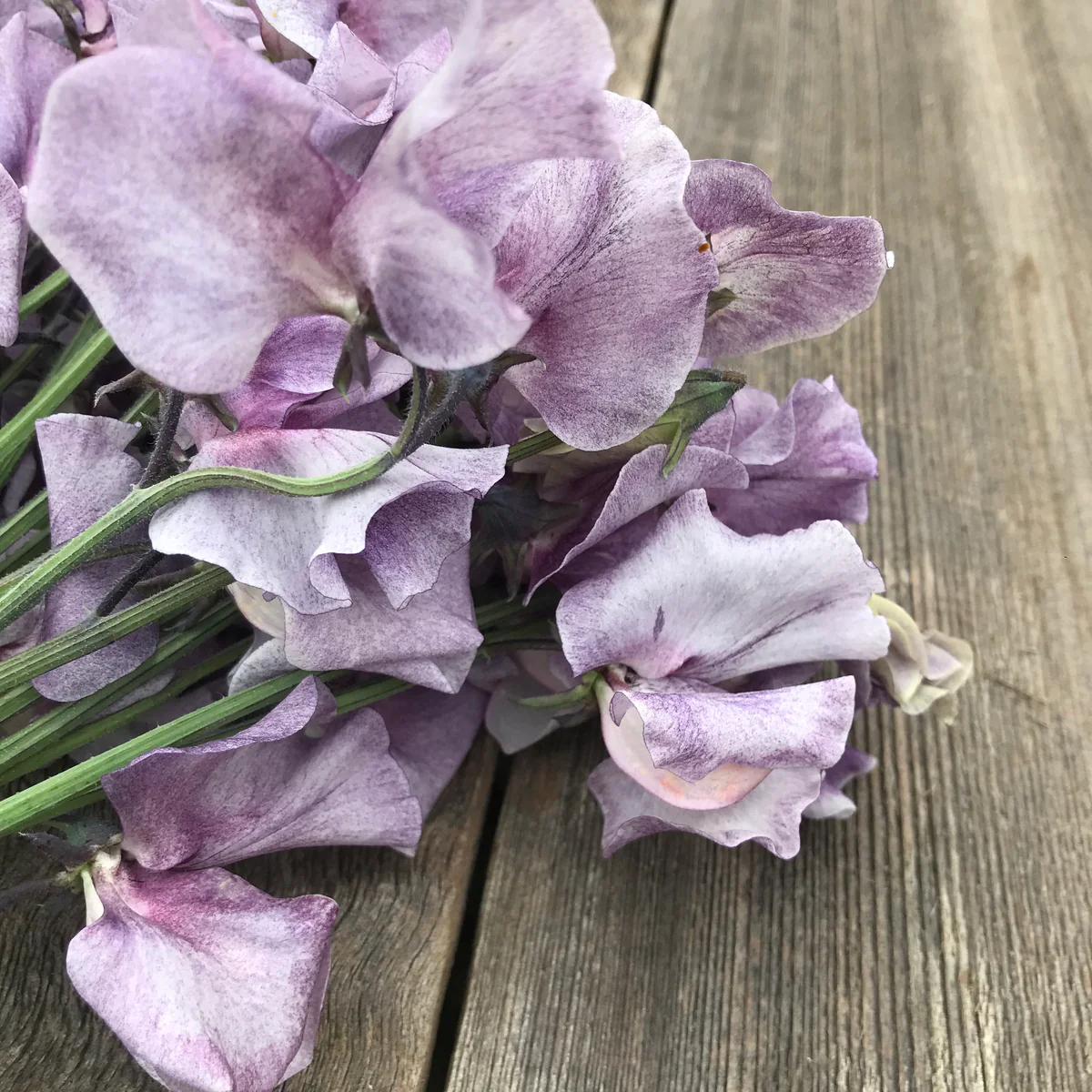 David Tostevin Sweet Pea seeds online shopping