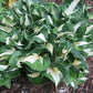 Woop Woop Hosta Plants online shopping