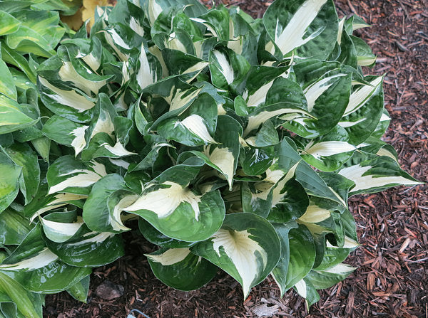 Woop Woop Hosta Plants online shopping