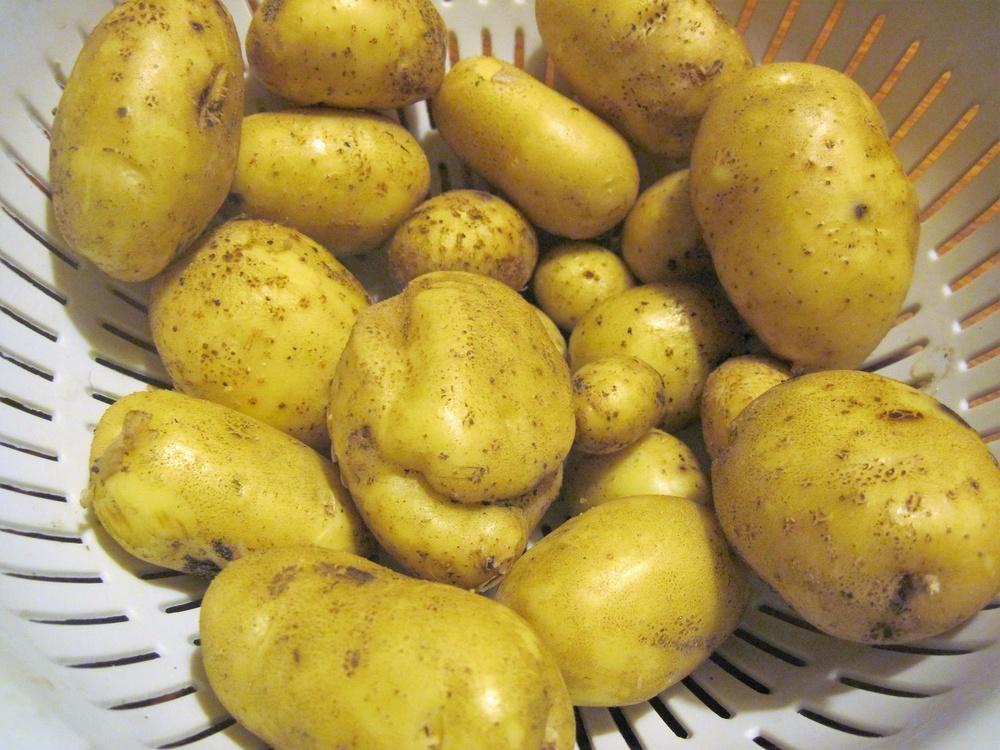 Nicola Potato online shopping