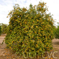 Honey Mandarin Budwood citrus plant material online shopping