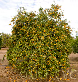Honey Mandarin Budwood citrus plant material online shopping