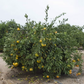 Kuno Wase Satsuma Mandarin Budwood citrus plant material online shopping