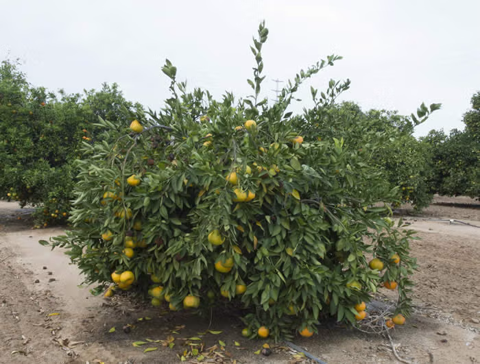 Kuno Wase Satsuma Mandarin Budwood citrus plant material online shopping