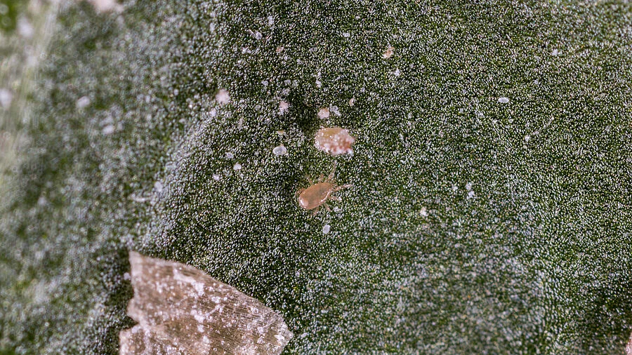 Thripex Plus Predatory Mite