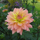 Summer’s End Dahlia