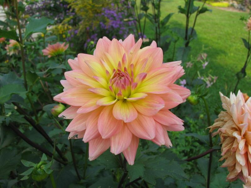 Summer’s End Dahlia