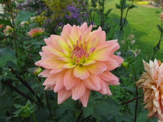 Summer’s End Dahlia