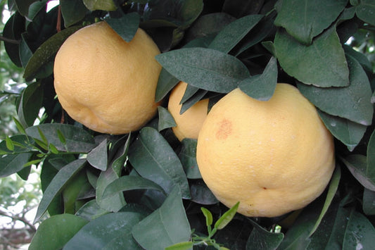 Brown Marsh Grapefruit Budwood