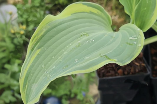 Holar Storm Clearing Hosta Plants online shopping