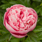 Paeonia Lactiflora Etched Salmon