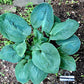 Generation X Hosta Plants online shopping