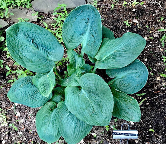 Generation X Hosta Plants online shopping