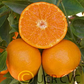 Yosemite Gold Mandarin Budwood citrus plant material online shopping