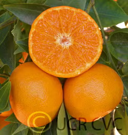 Yosemite Gold Mandarin Budwood citrus plant material online shopping