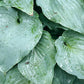 Sky Dancer Hosta Plants online shopping