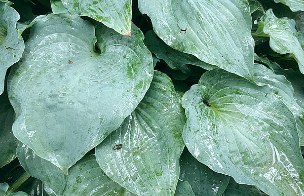 Sky Dancer Hosta Plants online shopping