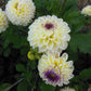 Cherish Dahlia