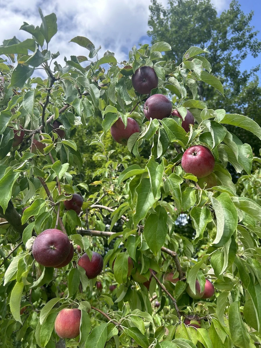William’s PrideSummer Early Apple Tree