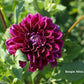Boogie Nites Dahlia Plants online shopping