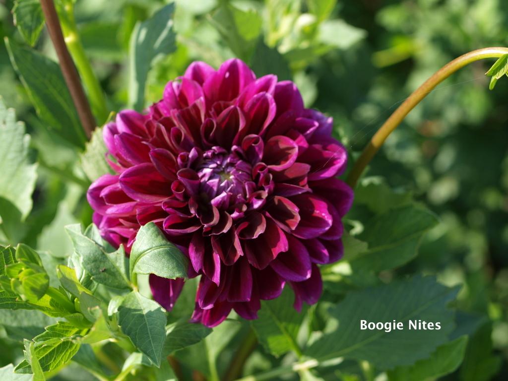 Boogie Nites Dahlia Plants online shopping